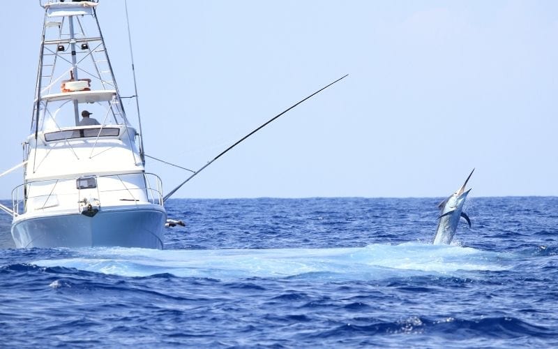 What to Look For When Selecting High-End Cabo San Lucas Fishing Charters